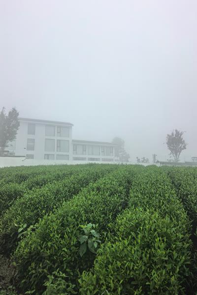 东篱上舍门前的茶山晨雾